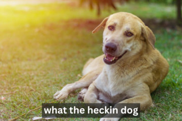 What the Heckin Dog