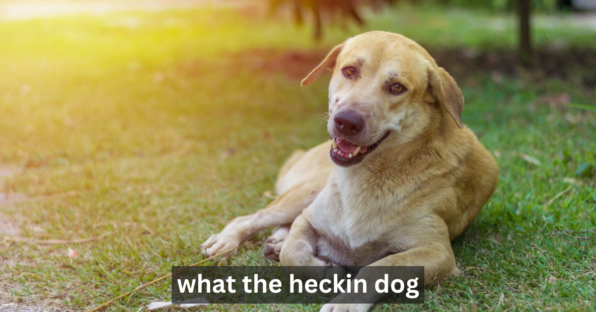 What the Heckin Dog