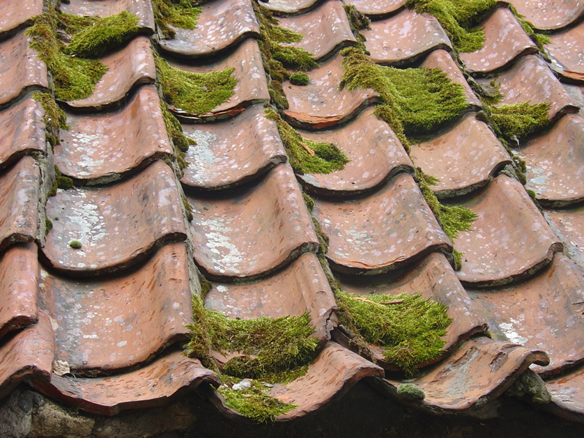 Figure 1 Alt Text Build up stains and moss on house roof (Credit: unsplash)