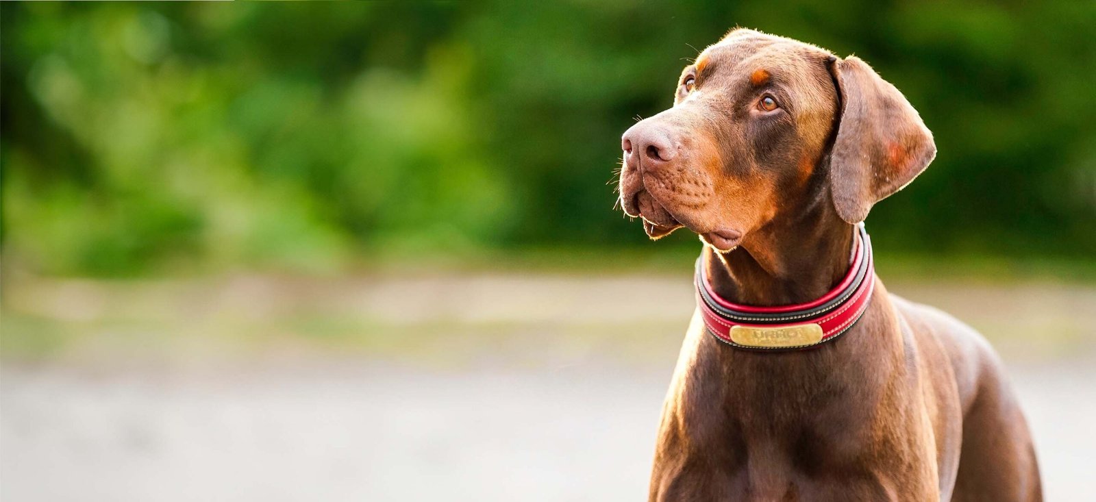 Key Puppy Prepping Tips from Doberman Breeders in Kentucky