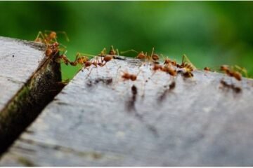 How Pest Control Protects Your Employees, Clients, and Bottom Line: Ensuring a Safe and Profitable Environment