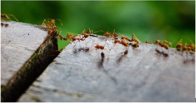 How Pest Control Protects Your Employees, Clients, and Bottom Line: Ensuring a Safe and Profitable Environment