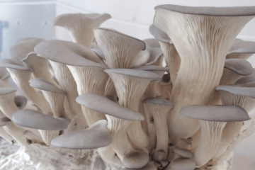 Oyster Mushroom Grow Kit