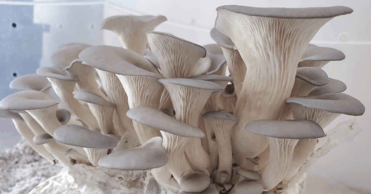 Oyster Mushroom Grow Kit