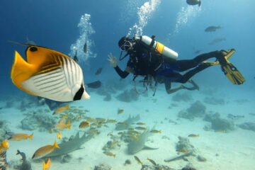 Liveaboard Diving in Maldives