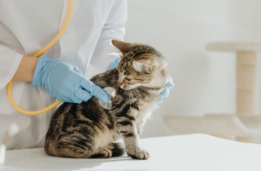 How General Veterinarians Decode Subtle Changes In Your Pet’s Behavior