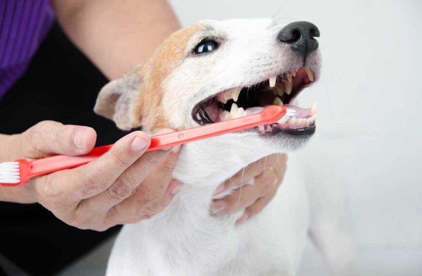 Dental Health For Pets: A Key Part Of General Veterinary Care