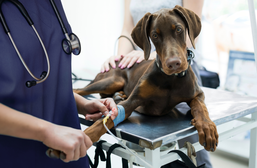 4 Benefits Of Choosing A Full Service Animal Hospital